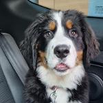 milou_the_berner