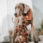 Broer & Janssen