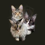 MeowCoonies