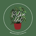 Polka Dot Plants