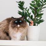 Felineflora