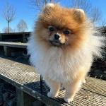 Woody The Pom