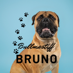 Bruno Bullmastiff