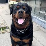 Dyce De Rottweiler
