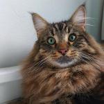 Norwegian Forest Cat Gimli 