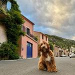 Obi.australianlabradoodle